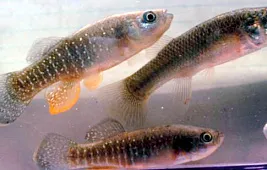 Рыбки в космосе