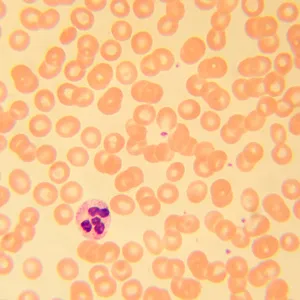 Микроскоп биологический MAGUS Bio 230T, изображение 21