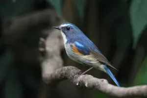 Фототелескоп Levenhuk Kelvin MAK80 AZ, изображение 4