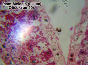 Видеоокуляр ToupCam 5,1 Мпикс (UCMOS05100KPA), изображение 5