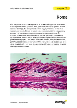 Набор микропрепаратов Levenhuk N80 NG «Увидеть все!», изображение 23