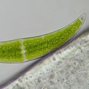 Микроскоп Bresser Researcher Trino, изображение 16