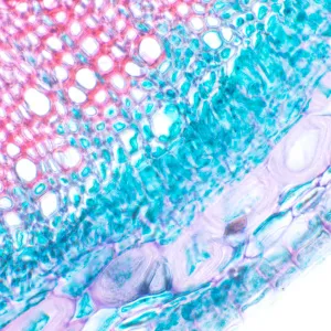 Микроскоп биологический MAGUS Bio 230T, изображение 20