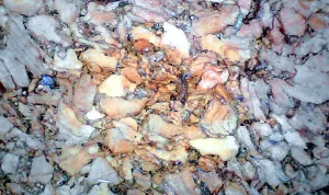 Микроскоп цифровой Levenhuk DTX 720 WiFi, изображение 16