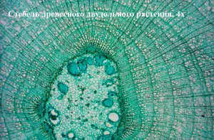 Видеоокуляр ToupCam 1,4 Мпикс (UHCCD01400KPB), изображение 4